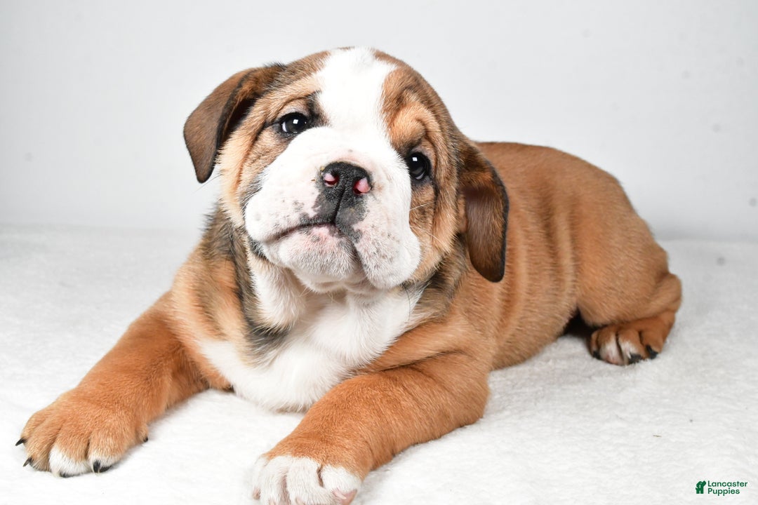 Beabull dogs for sale: Millie - Ad 3