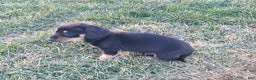 Miniature Dachshund dogs for sale: Fido - Ad 4
