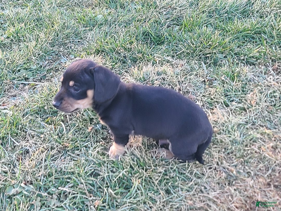Miniature Dachshund dogs for sale: Fido - Ad 4