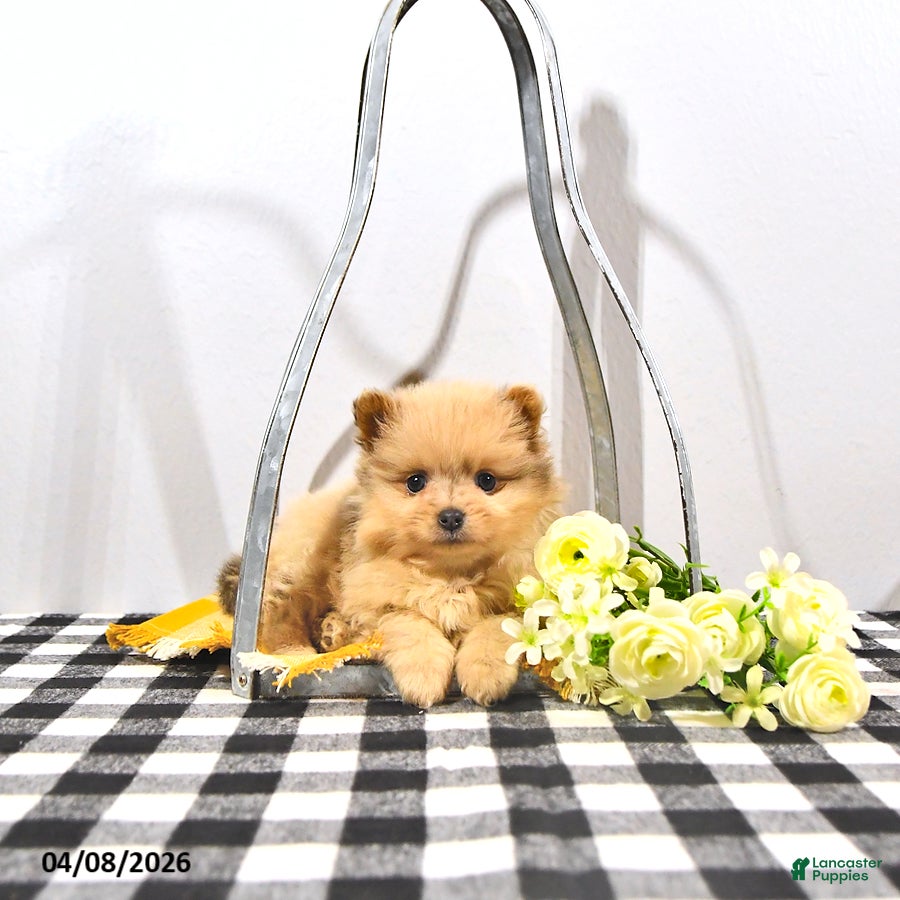 Pomeranian dogs Pippin - Ad 1