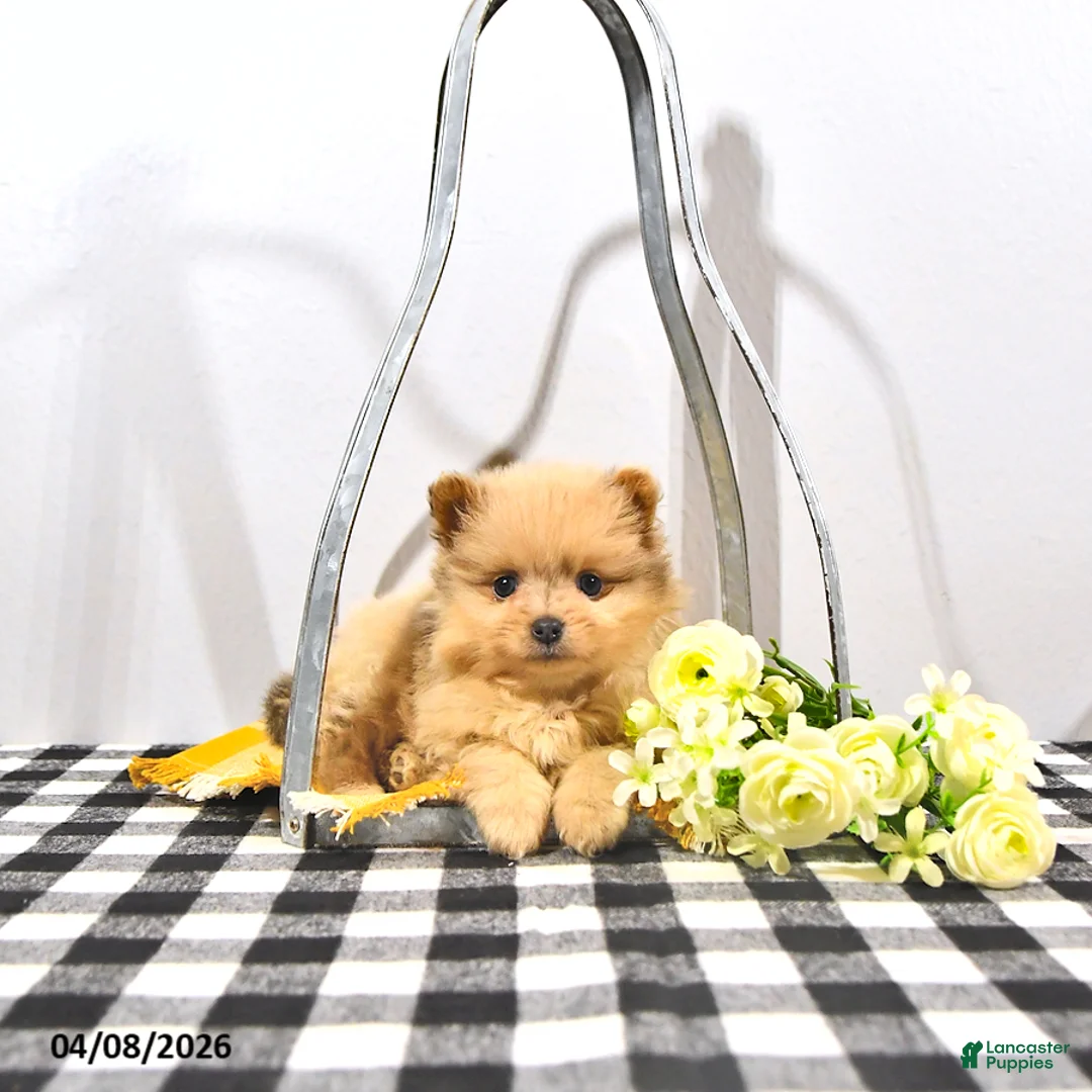 Pomeranian dogs for sale: Pippin - Ad 1