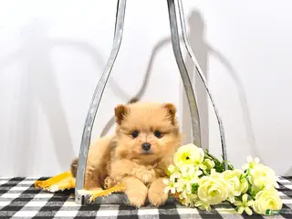 Pomeranian dogs for sale: Pippin - Ad 2