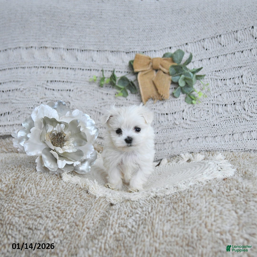 Maltese dogs for sale: Cupid EXTRA SMALL - Ad 5