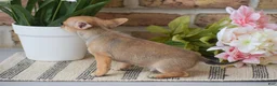 Chihuahua dogs for sale: Andre - Ad 3