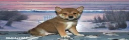 Shiba Inu dogs for sale: Lyndon - Ad 1