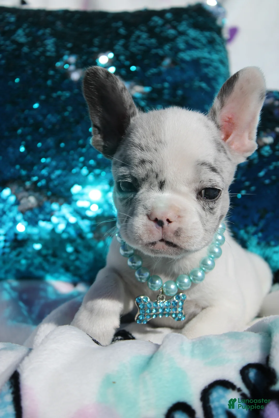 French Bulldog dogs for sale: Jackson - Ad 1