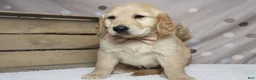 Golden Retriever dogs for sale: Babka - Ad 2