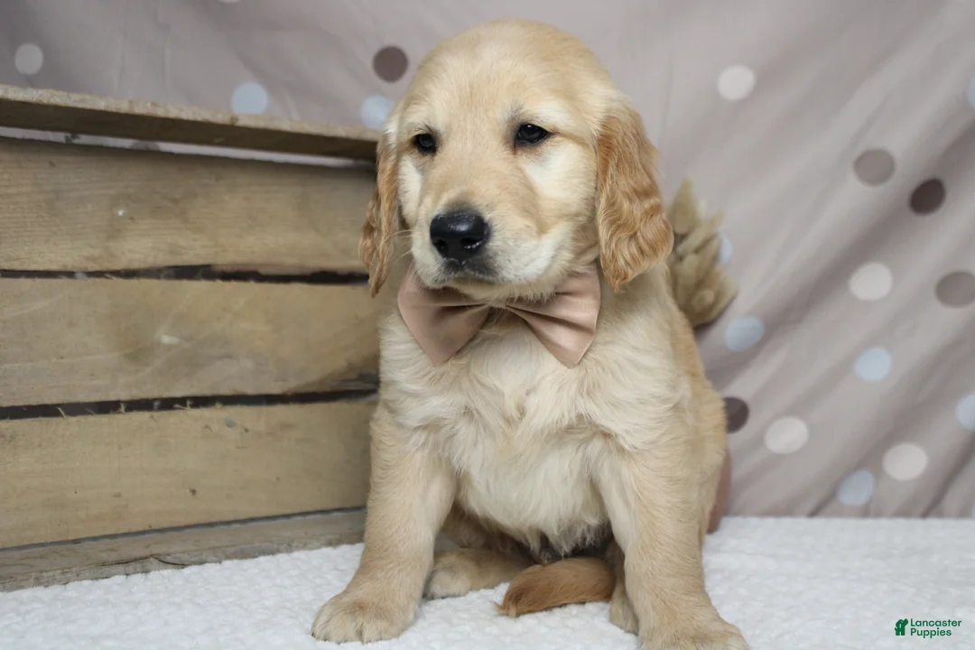 Golden Retriever dogs for sale: Babka - Ad 2