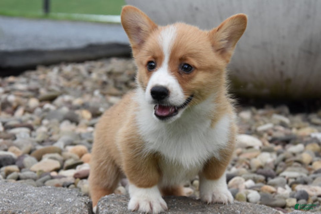 Welsh Corgi Pembroke dogs for sale: Lane - Ad 2