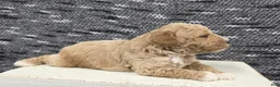Miniature Poodle dogs for sale: Teddy  - Ad 8