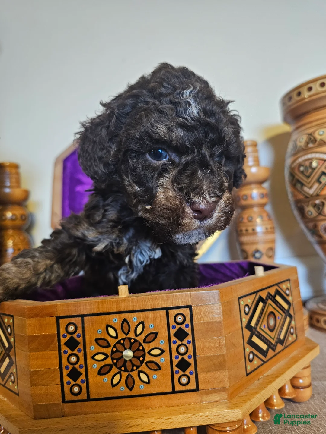 Mini Goldendoodle dogs for sale: Ash - Ad 4