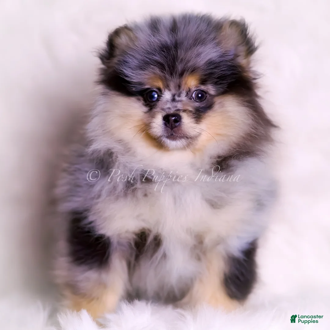 Pomeranian dogs for sale: Keeko - Ad 6