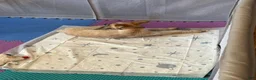 Australian Cattle Dog dogs for sale: Simba and Nala - Ad 6
