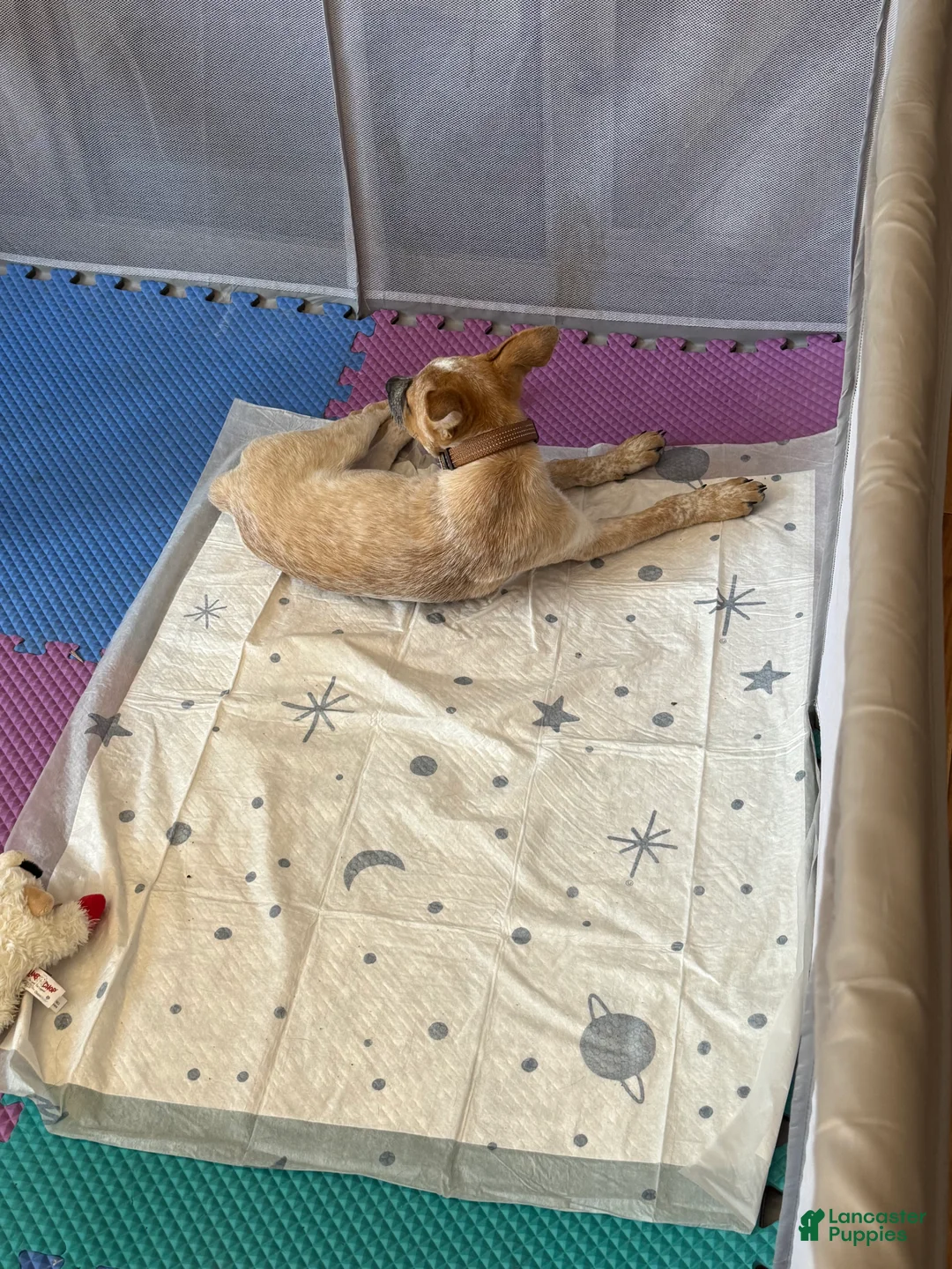 Australian Cattle Dog dogs for sale: Simba and Nala - Ad 6