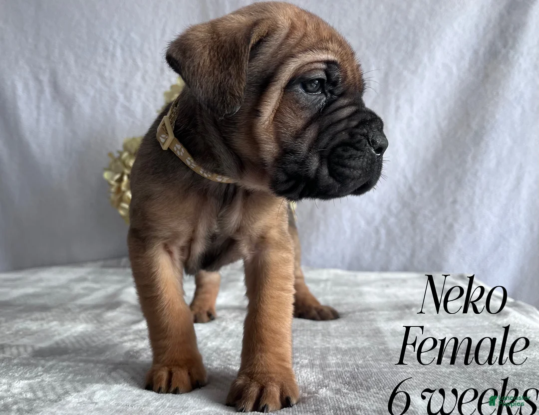 Cane Corso dogs for sale: Nikki - Ad 95