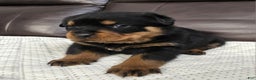 Rottweiler dogs for sale: Rottweiler Puppy 4 Purple Girl  - Ad 3
