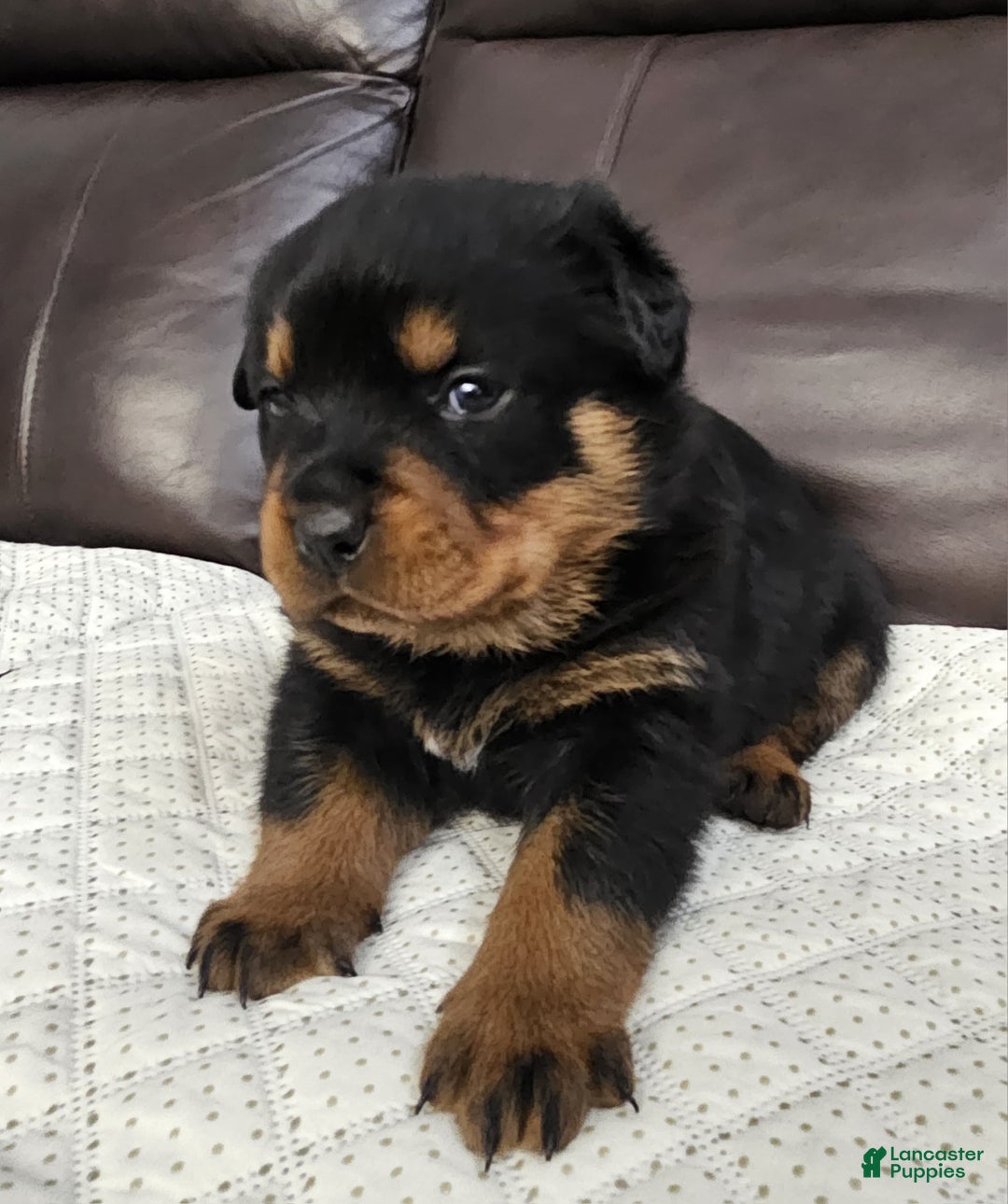 Rottweiler dogs for sale: Rottweiler Puppy 4 Purple Girl  - Ad 3