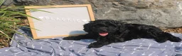 Cavapoo dogs for sale: Blackie - Ad 3