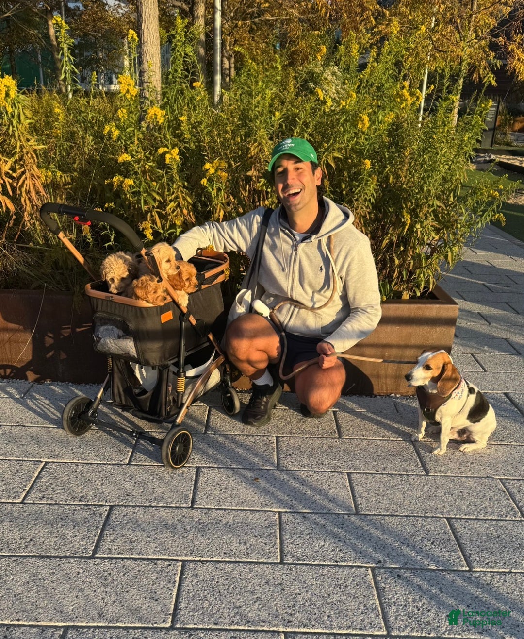 Cockapoo dogs for sale: Oliver – The “Emotional Support Bear” You’ll Fall in Love With 🧡🐾 - Ad 13