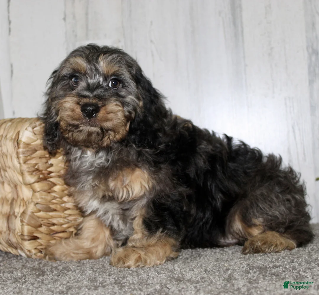 Cockapoo dogs for sale: Tanner - Ad 4