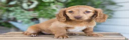 Dachshund dogs for sale: Winnie - Ad 16