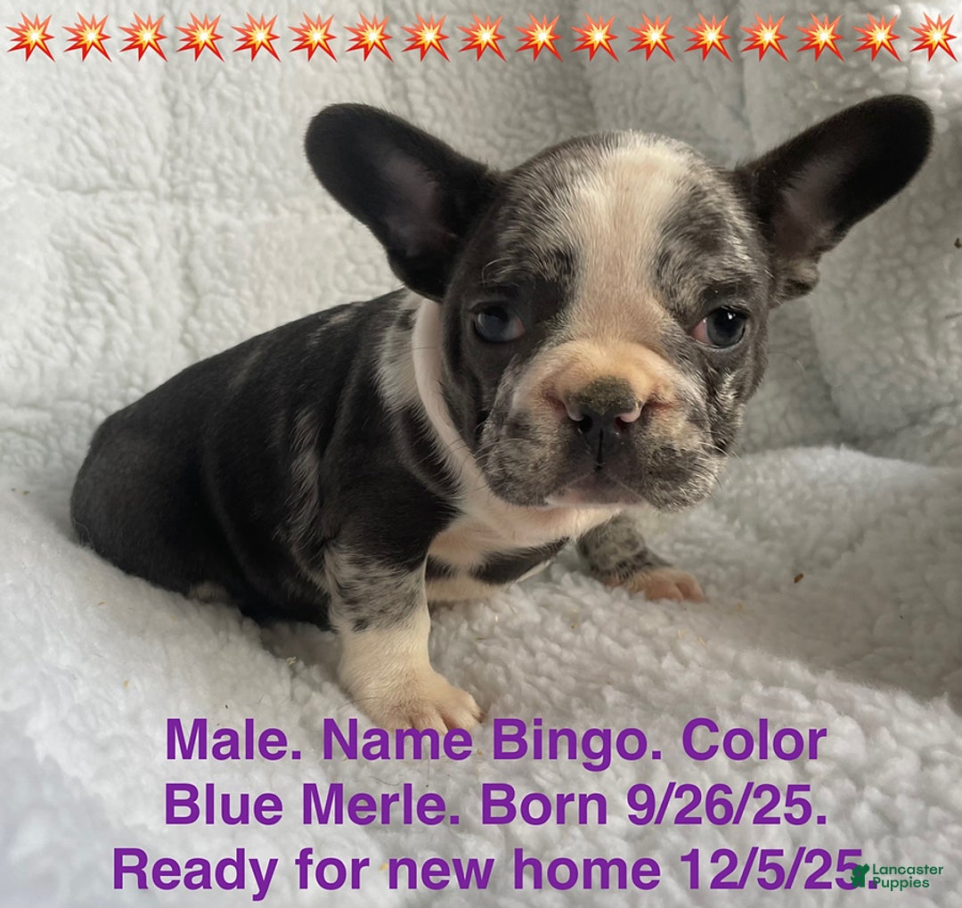 French Bulldog dogs for sale: Bingo - Ad 1