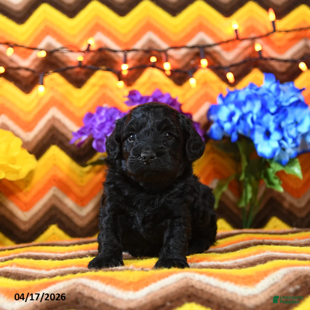 Teddy Bear dogs for sale: Kim  - Ad 1