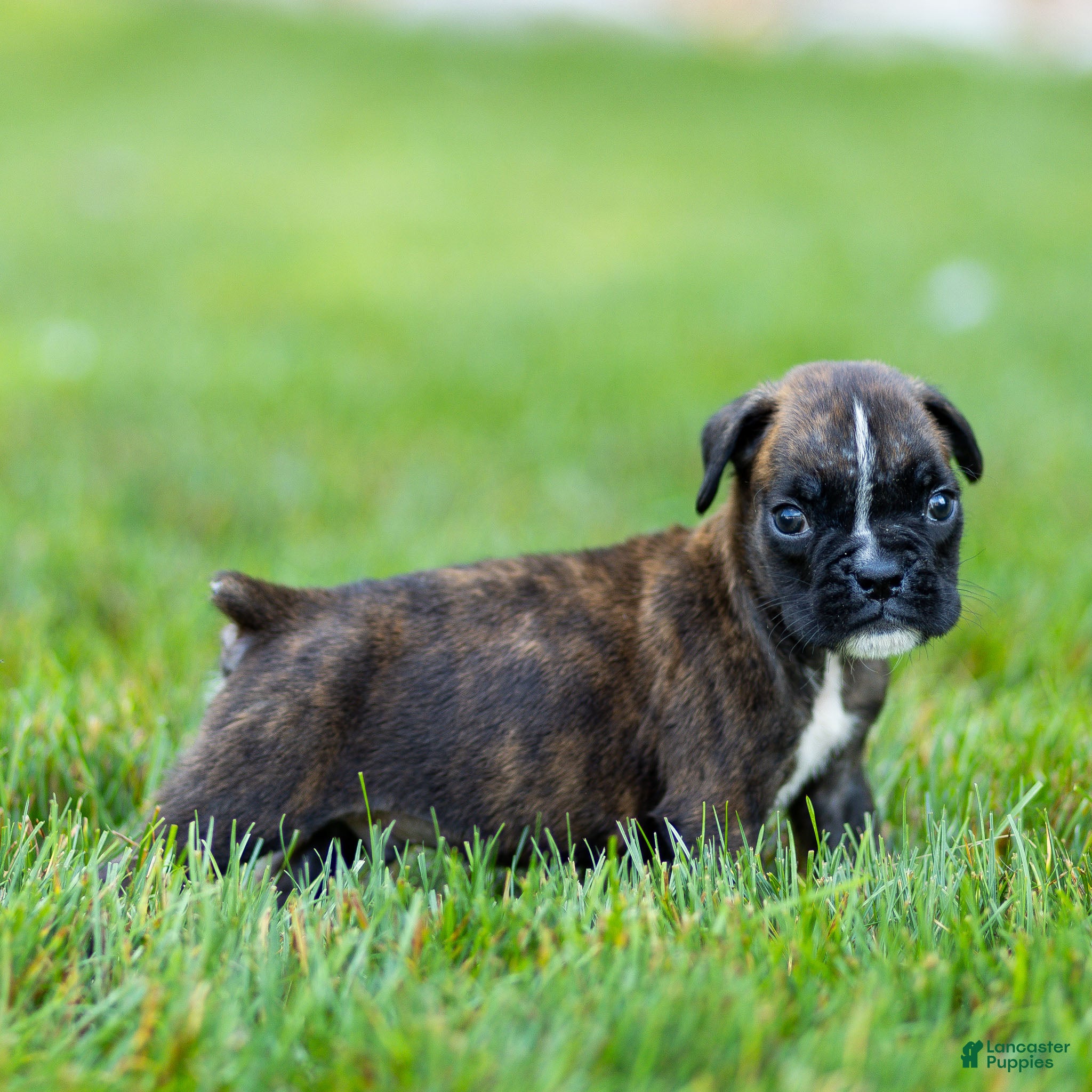 Boxer dogs Larry Boxer Puppy  - Ad 2