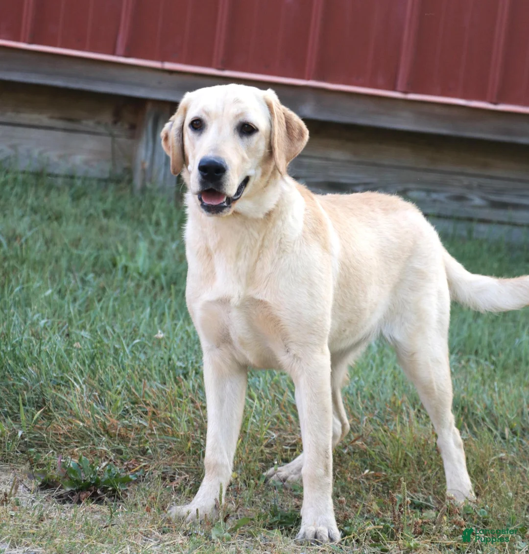 Labrador Retriever dogs for sale: Melvin - Ad 6