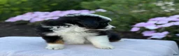 Miniature Australian Shepherd dogs for sale: Apple - Ad 11