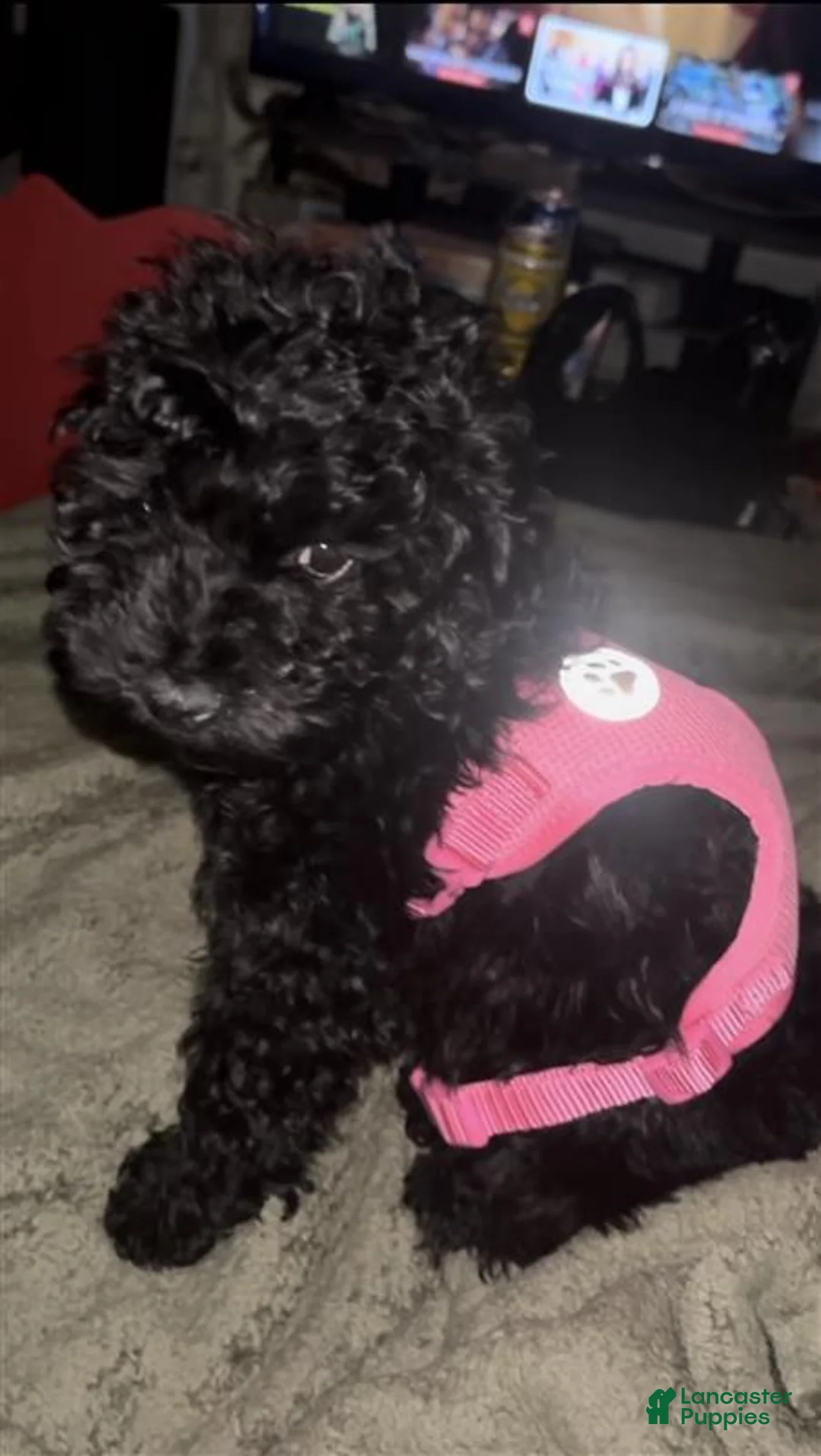 Whoodle dogs for sale: Noir - Ad 2