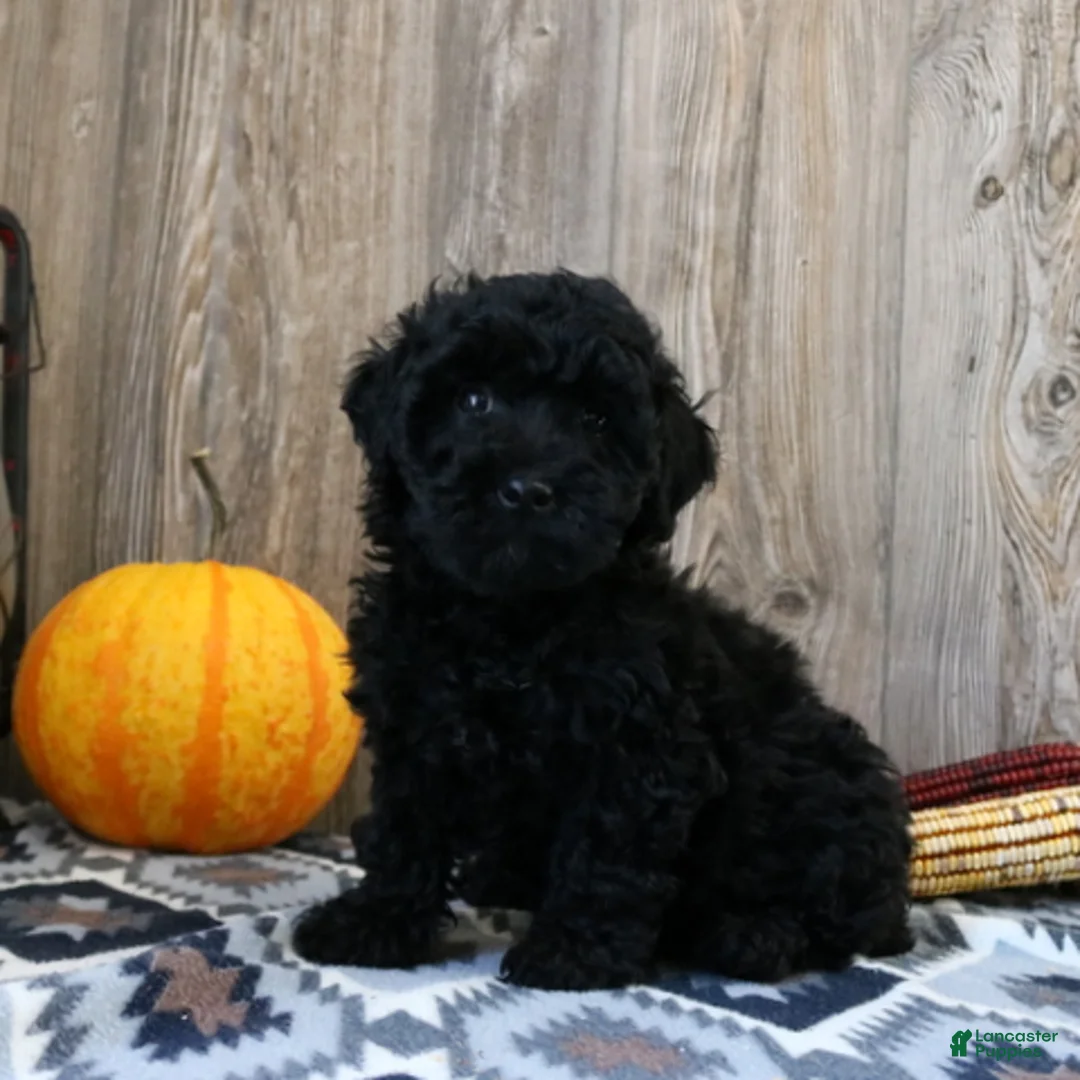 Miniature Poodle dogs for sale: Connor - Ad 2