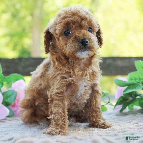 Cavapoo dogs Dixie - Ad 1