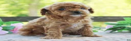Cavapoo dogs for sale: Dixie - Ad 1