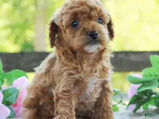 Cavapoo dogs for sale: Dixie - Ad 3