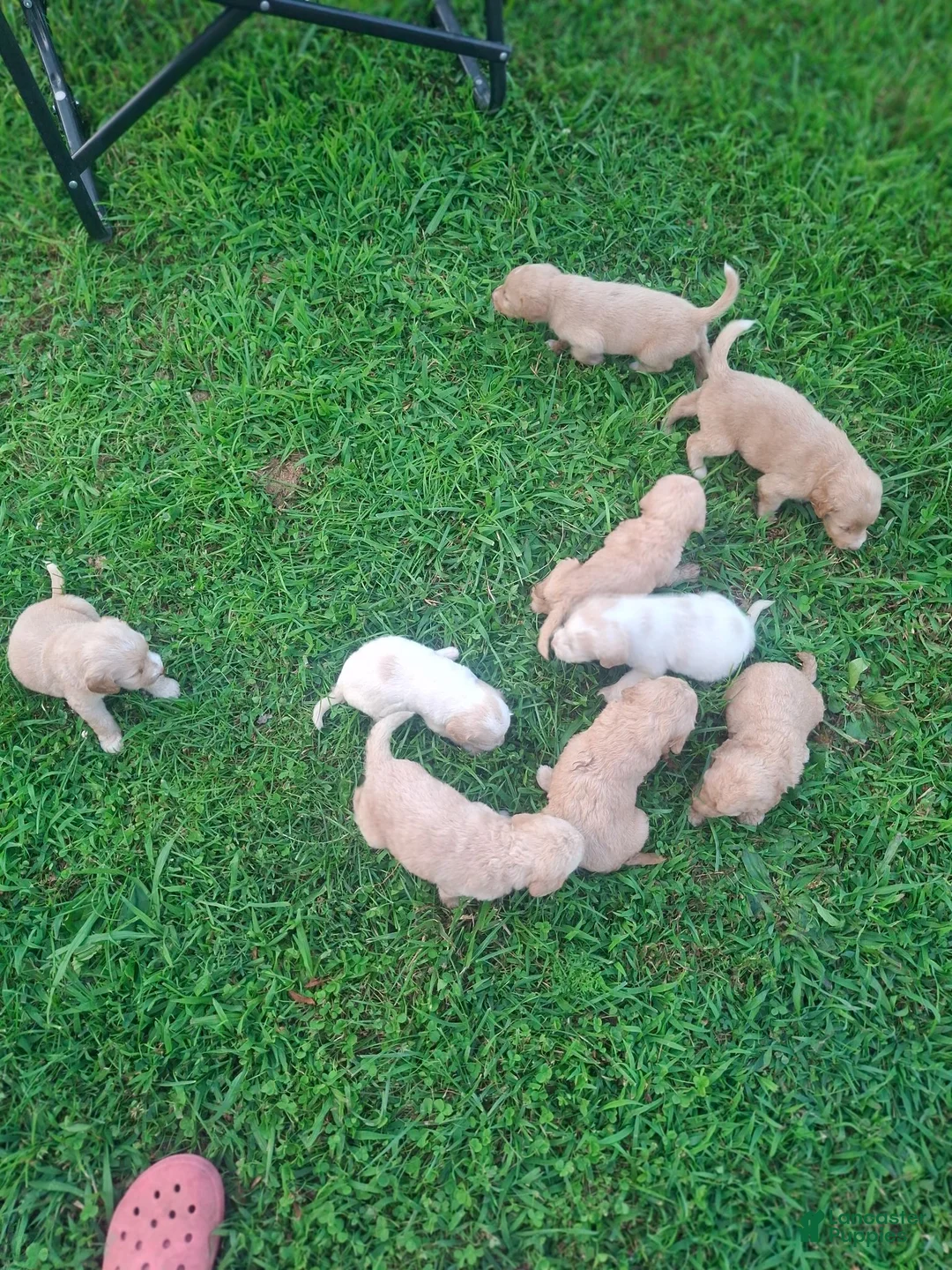 Labradoodle dogs for sale: Labradoodle 9 - Ad 2
