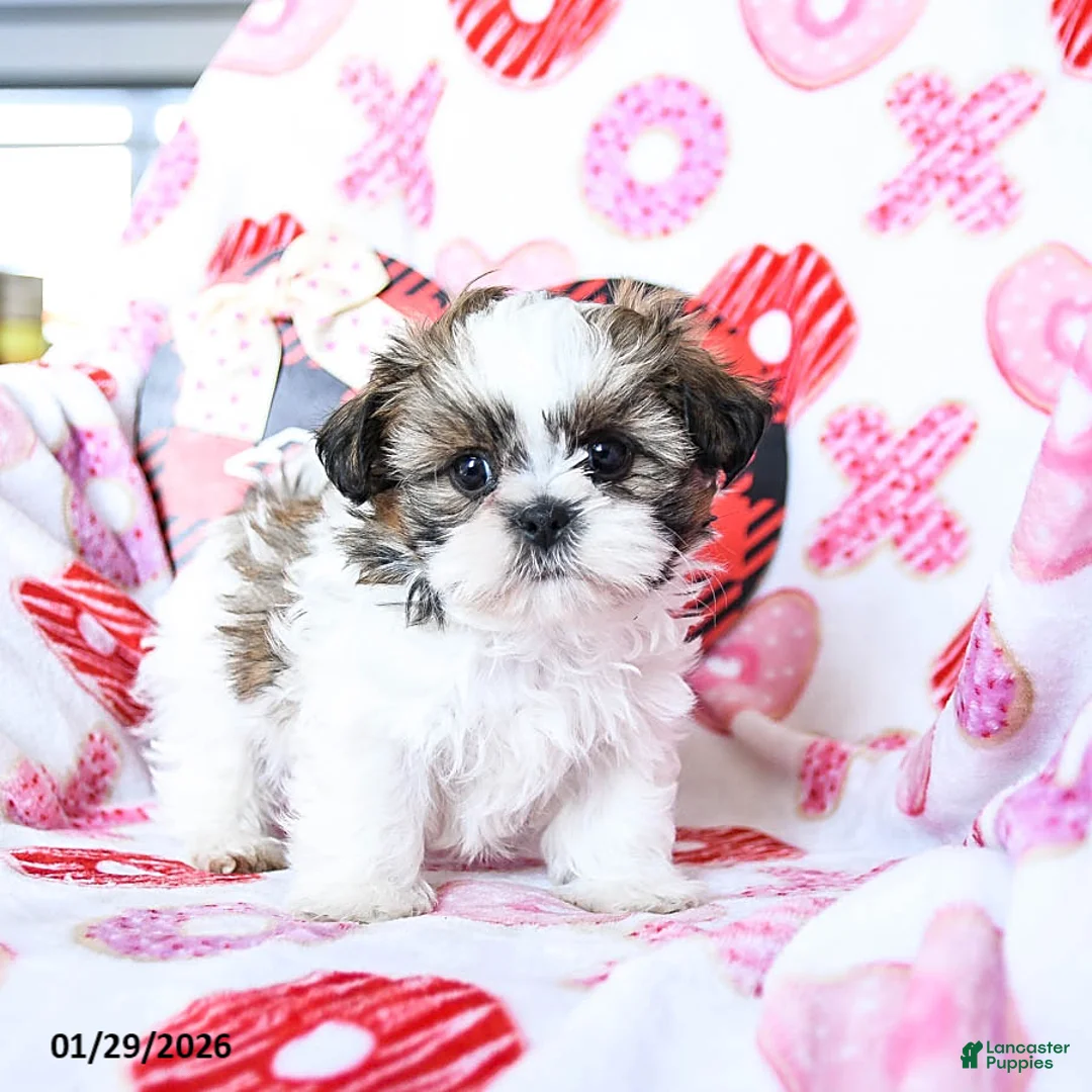 Shih Tzu dogs for sale: Granger - Ad 5
