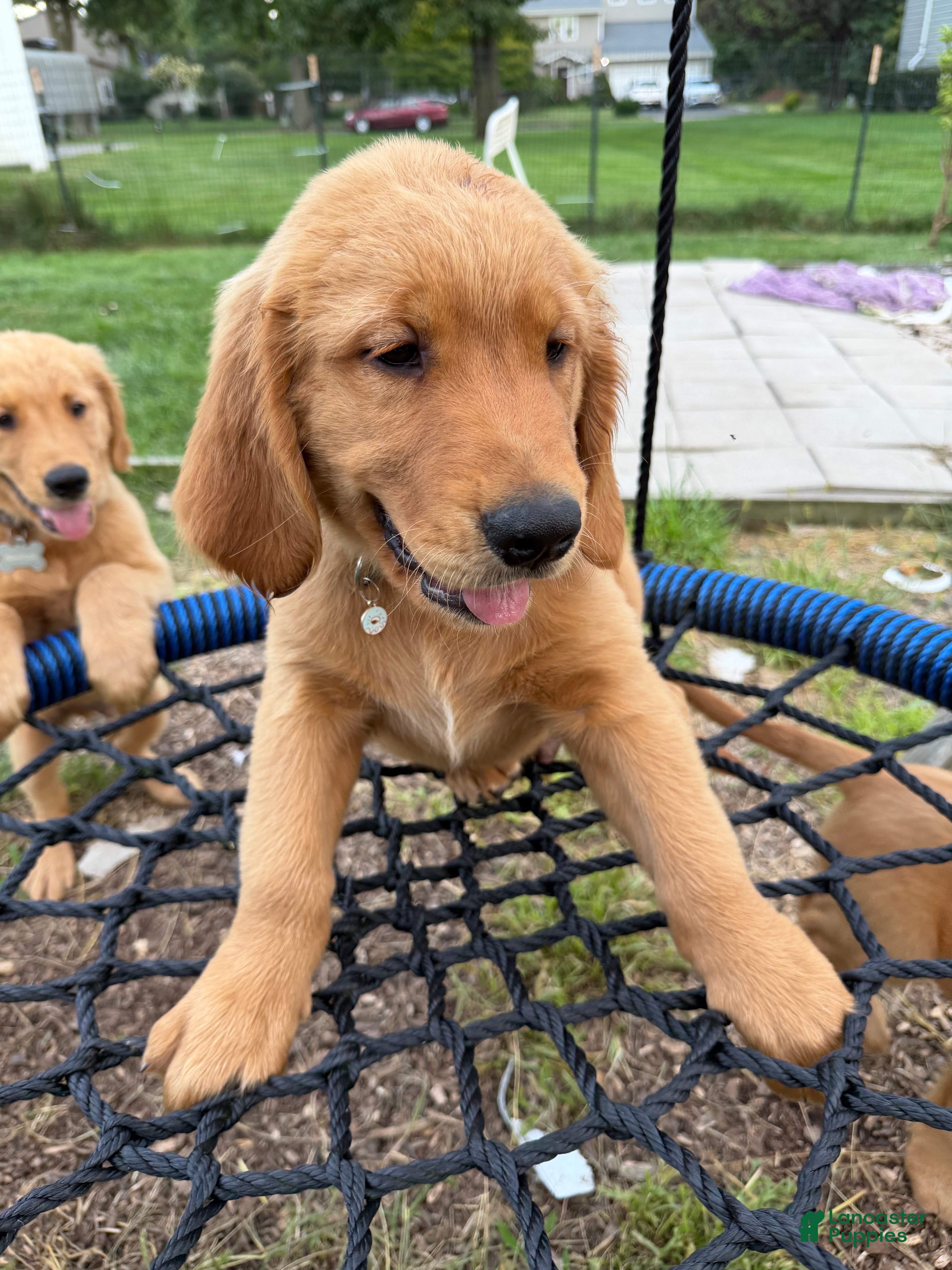 Golden Retriever dogs Simba - Ad 1