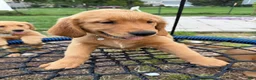 Golden Retriever dogs for sale: Simba - Ad 1