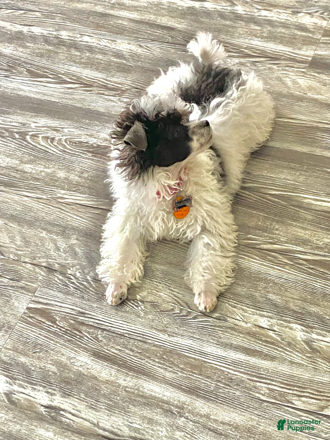 Miniature Poodle dogs for sale: Miniature Poodle Puppy 1 - Ad 2