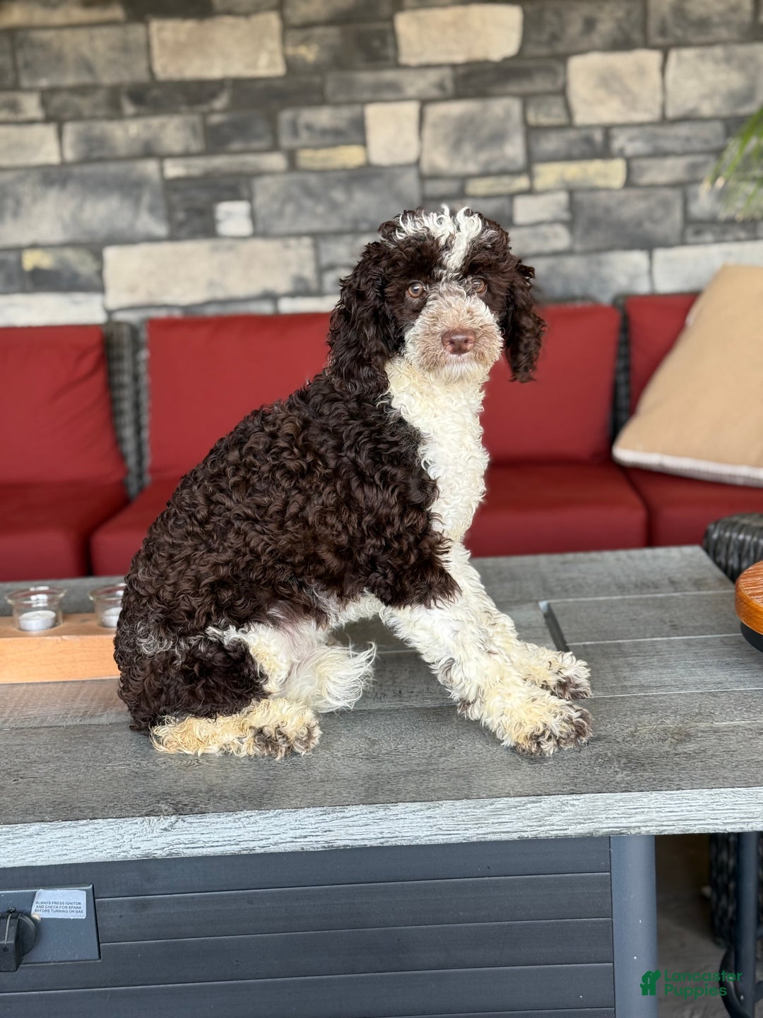 Miniature Poodle dogs for sale: Choccy boy - Ad 2