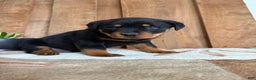 Rottweiler dogs for sale: Logan - Ad 12
