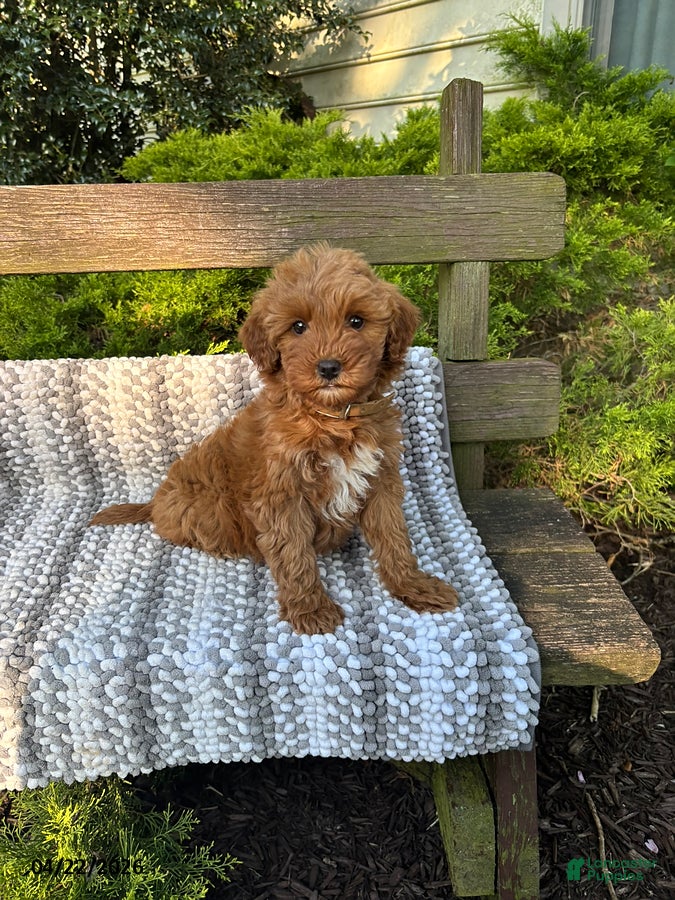 Mini Goldendoodle dogs Babe - Ad 1