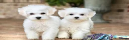 Teddy Bear dogs for sale: Savannah - Ad 17