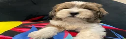 Mixed Breed dogs for sale: LeeLee - Ad 8