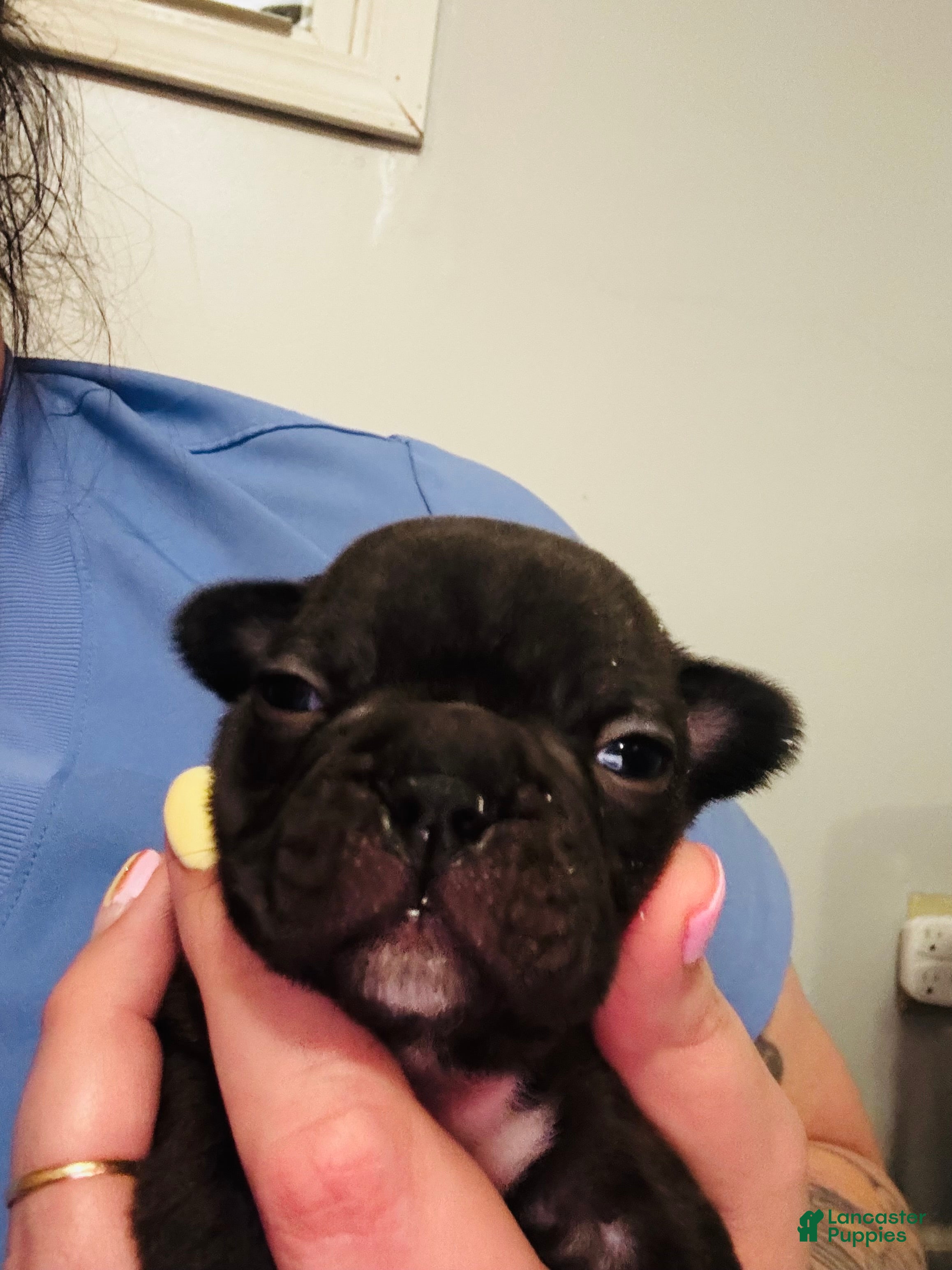 Mixed Breed dogs Cocoa - Ad 13