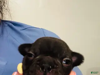 Mixed Breed dogs Cocoa - Ad 13