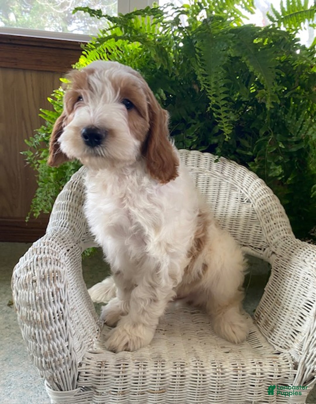 Goldendoodle dogs for sale: Mason - Ad 2