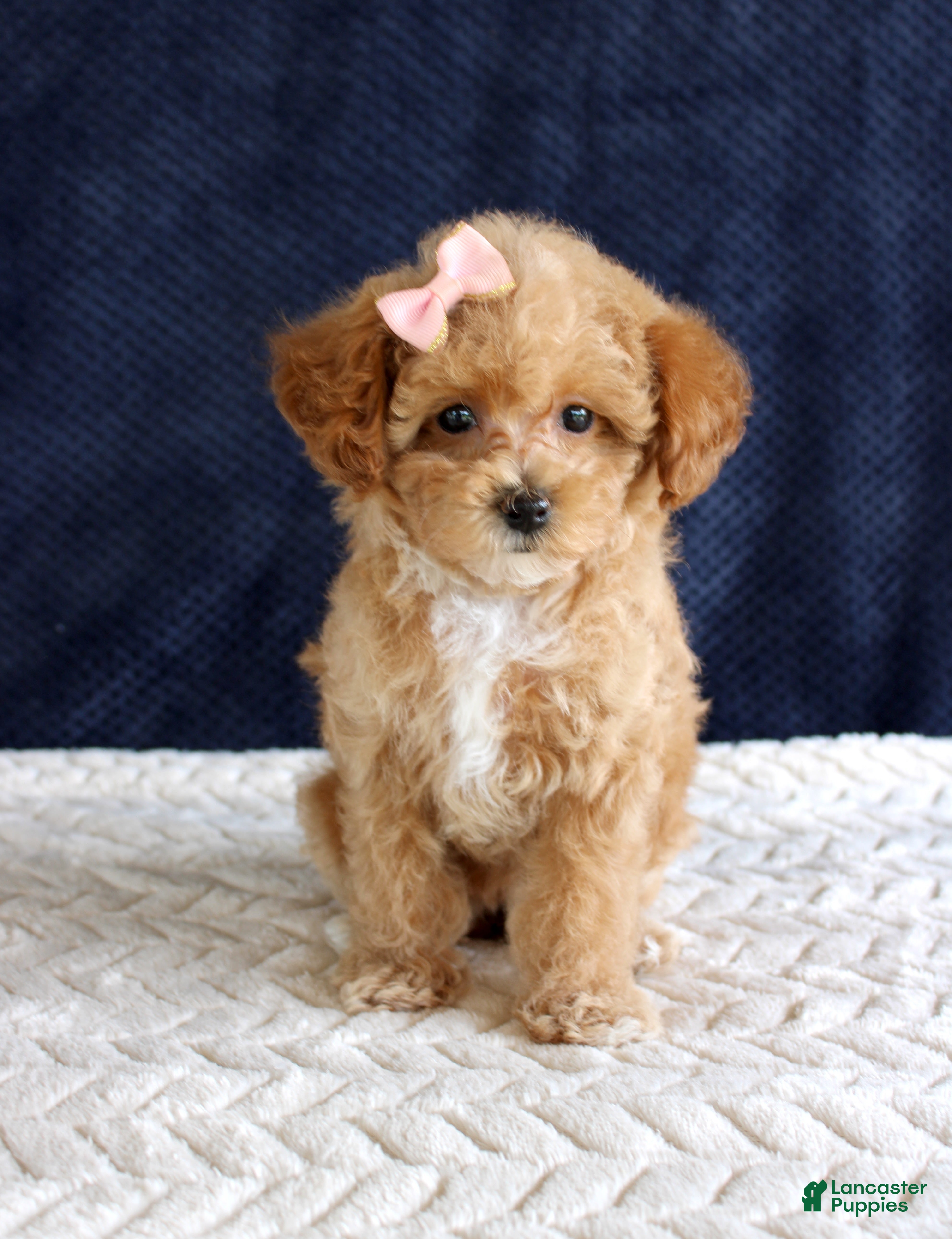 Toy Poodle dogs Penny - Ad 33