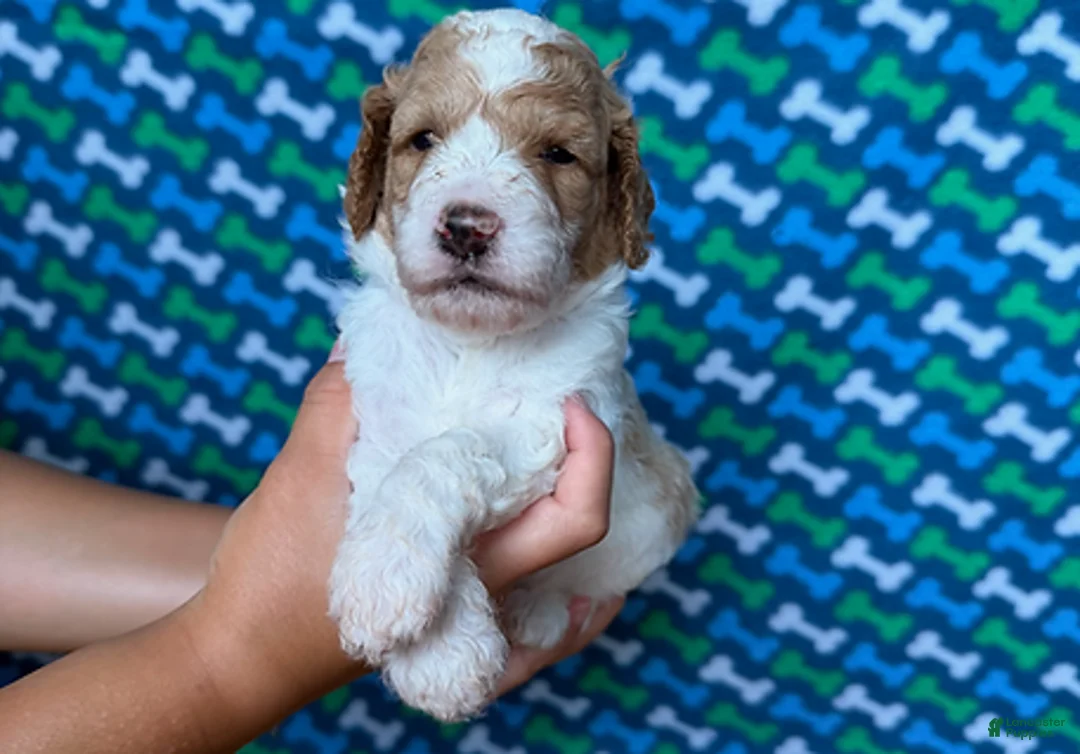 Standard Poodle dogs for sale: England - Ad 1
